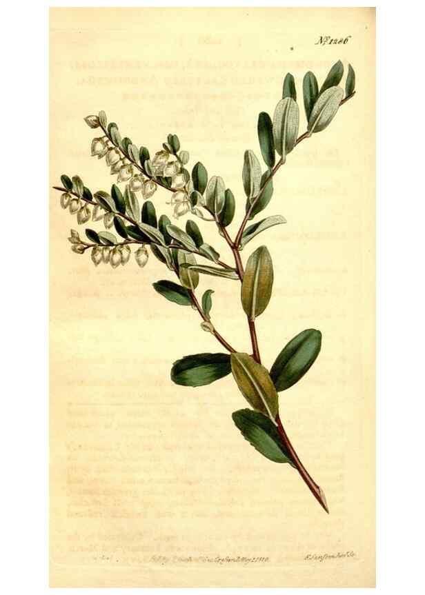 Reproducción/Reproduction 35039121991: Curtis's botanical magazine.. London ; New York [etc.] :Academic Press [etc.]