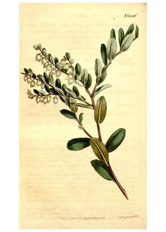 Reproducción/Reproduction 35039121991: Curtis's botanical magazine.. London ; New York [etc.] :Academic Press [etc.]