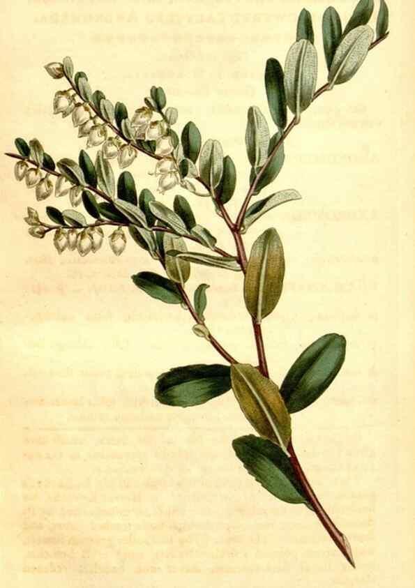 Reproducción/Reproduction 35039121991: Curtis's botanical magazine.. London ; New York [etc.] :Academic Press [etc.]
