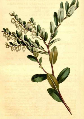 Reproducción/Reproduction 35039121991: Curtis's botanical magazine.. London ; New York [etc.] :Academic Press [etc.]