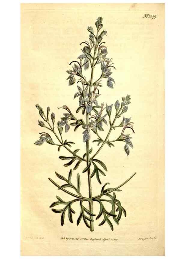 Reproducción/Reproduction 34783383600: Curtis's botanical magazine.. London ; New York [etc.] :Academic Press [etc.]