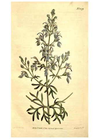 Reproducción/Reproduction 34783383600: Curtis's botanical magazine.. London ; New York [etc.] :Academic Press [etc.]