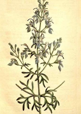 Reproducción/Reproduction 34783383600: Curtis's botanical magazine.. London ; New York [etc.] :Academic Press [etc.]