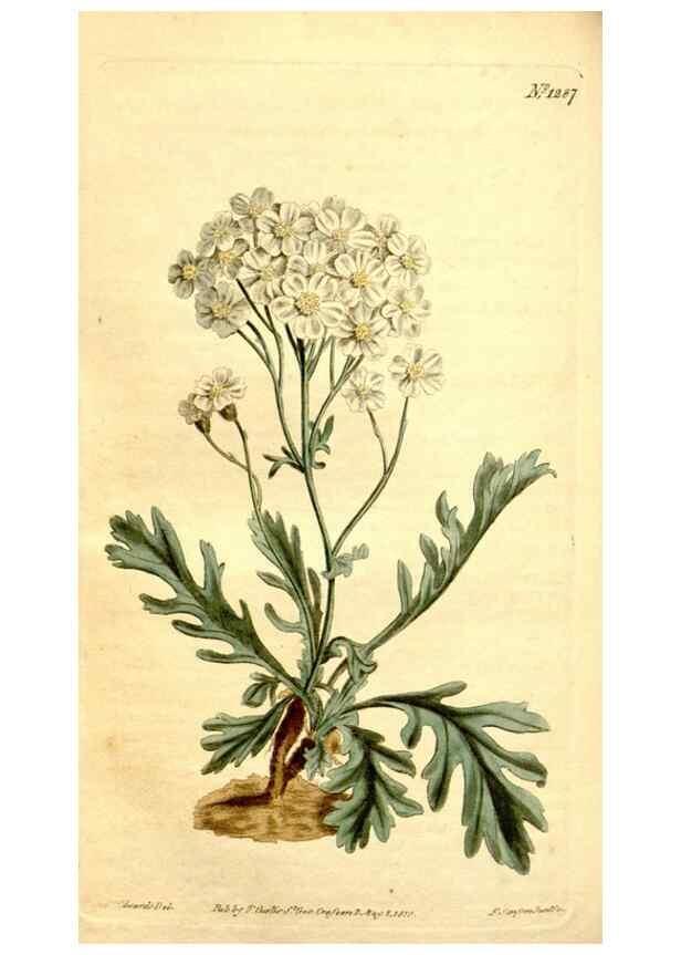 Reproducción/Reproduction 35129934796: Curtis's botanical magazine.. London ; New York [etc.] :Academic Press [etc.]