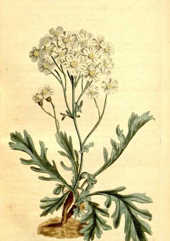 Reproducción/Reproduction 35129934796: Curtis's botanical magazine.. London ; New York [etc.] :Academic Press [etc.]