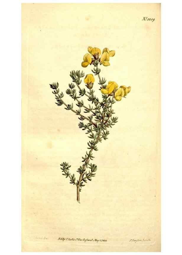 Reproducción/Reproduction 35129938586: Curtis's botanical magazine.. London ; New York [etc.] :Academic Press [etc.]