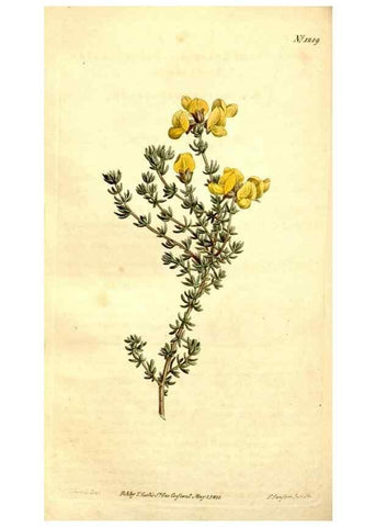 Reproducción/Reproduction 35129938586: Curtis's botanical magazine.. London ; New York [etc.] :Academic Press [etc.]
