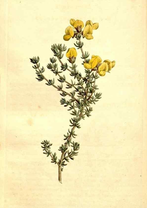 Reproducción/Reproduction 35129938586: Curtis's botanical magazine.. London ; New York [etc.] :Academic Press [etc.]