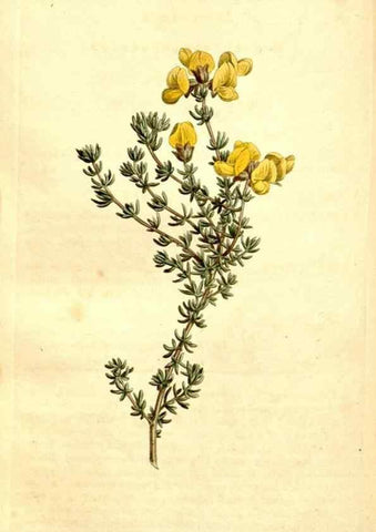 Reproducción/Reproduction 35129938586: Curtis's botanical magazine.. London ; New York [etc.] :Academic Press [etc.]