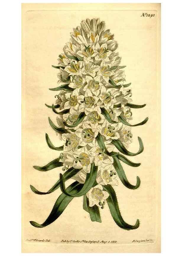 Reproducción/Reproduction 34360286173: Curtis's botanical magazine.. London ; New York [etc.] :Academic Press [etc.]