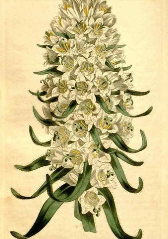 Reproducción/Reproduction 34360286173: Curtis's botanical magazine.. London ; New York [etc.] :Academic Press [etc.]