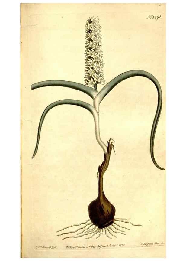 Reproducción/Reproduction 34360289113: Curtis's botanical magazine.. London ; New York [etc.] :Academic Press [etc.]