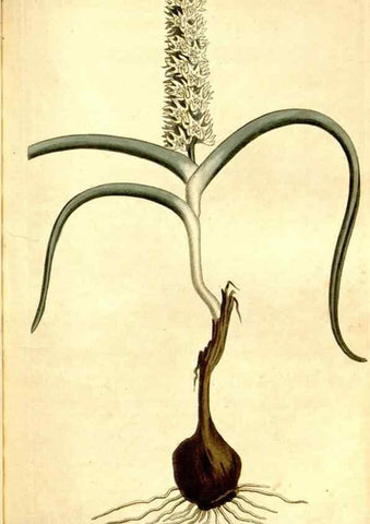 Reproducción/Reproduction 34360289113: Curtis's botanical magazine.. London ; New York [etc.] :Academic Press [etc.]