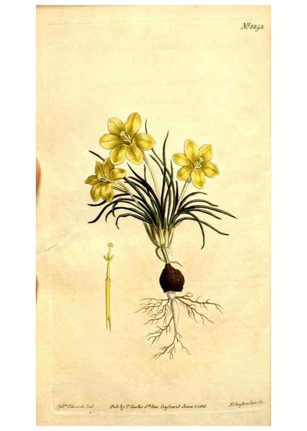 Reproducción/Reproduction 34360292253: Curtis's botanical magazine.. London ; New York [etc.] :Academic Press [etc.]