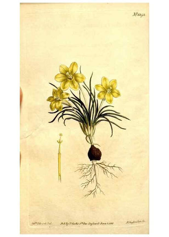 Reproducción/Reproduction 34360292253: Curtis's botanical magazine.. London ; New York [etc.] :Academic Press [etc.]
