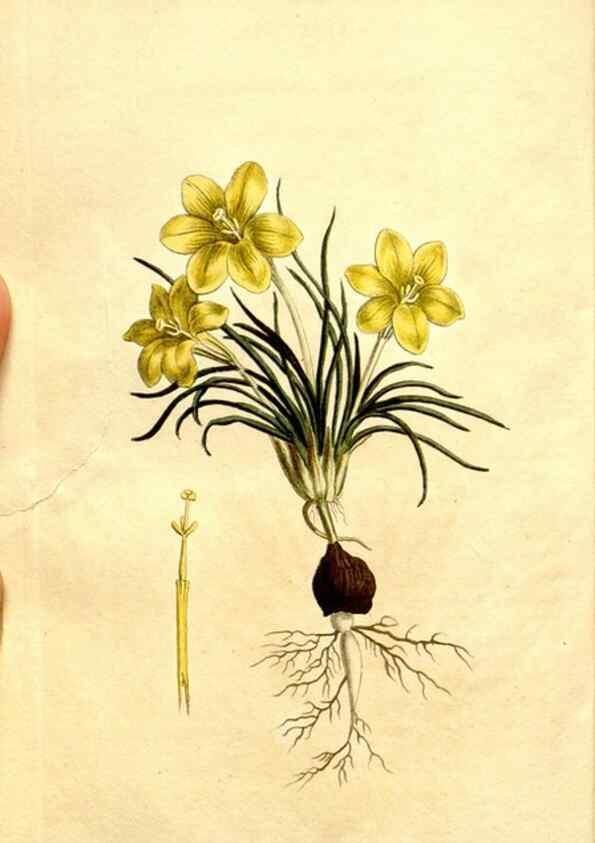 Reproducción/Reproduction 34360292253: Curtis's botanical magazine.. London ; New York [etc.] :Academic Press [etc.]