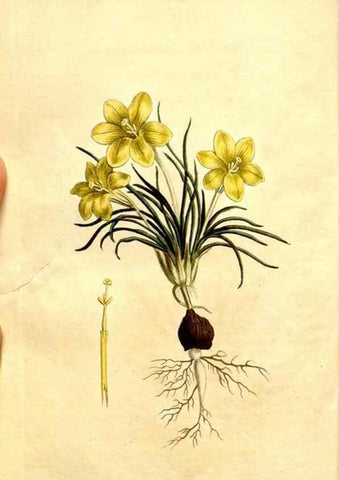 Reproducción/Reproduction 34360292253: Curtis's botanical magazine.. London ; New York [etc.] :Academic Press [etc.]