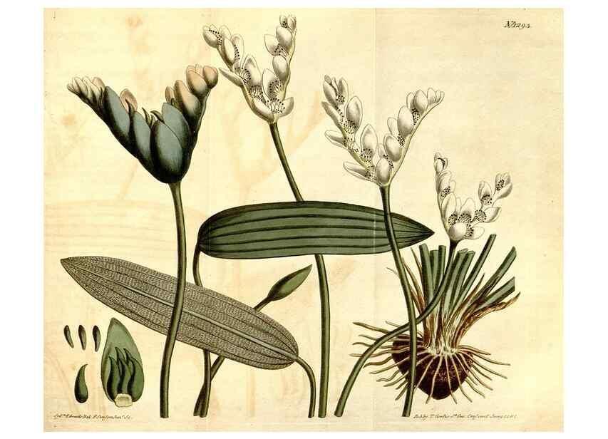 Reproducción/Reproduction 34360295123: Curtis's botanical magazine.. London ; New York [etc.] :Academic Press [etc.]