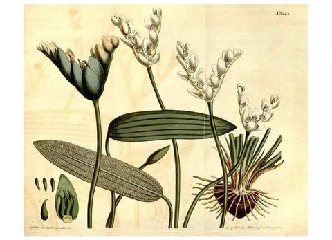 Reproducción/Reproduction 34360295123: Curtis's botanical magazine.. London ; New York [etc.] :Academic Press [etc.]