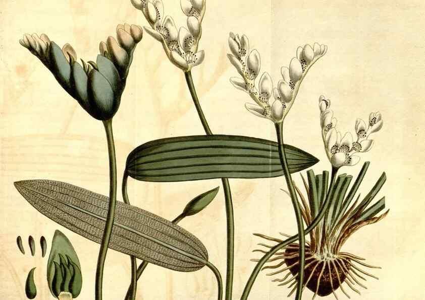 Reproducción/Reproduction 34360295123: Curtis's botanical magazine.. London ; New York [etc.] :Academic Press [etc.]