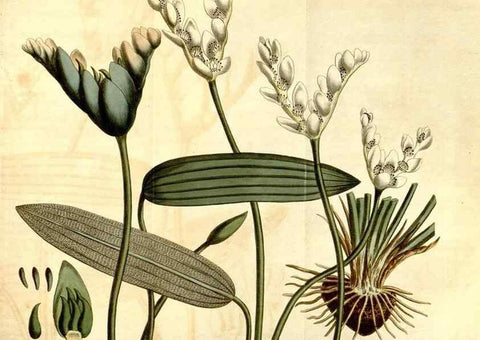 Reproducción/Reproduction 34360295123: Curtis's botanical magazine.. London ; New York [etc.] :Academic Press [etc.]