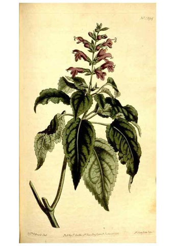 Reproducción/Reproduction 34360298783: Curtis's botanical magazine.. London ; New York [etc.] :Academic Press [etc.]