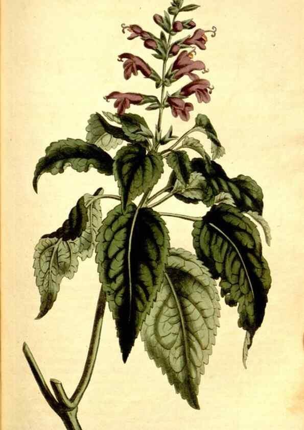 Reproducción/Reproduction 34360298783: Curtis's botanical magazine.. London ; New York [etc.] :Academic Press [etc.]