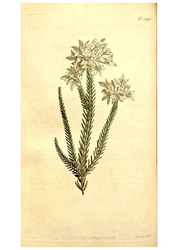 Reproducción/Reproduction 35129950636: Curtis's botanical magazine.. London ; New York [etc.] :Academic Press [etc.]