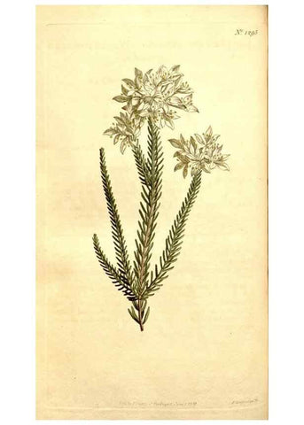 Reproducción/Reproduction 35129950636: Curtis's botanical magazine.. London ; New York [etc.] :Academic Press [etc.]