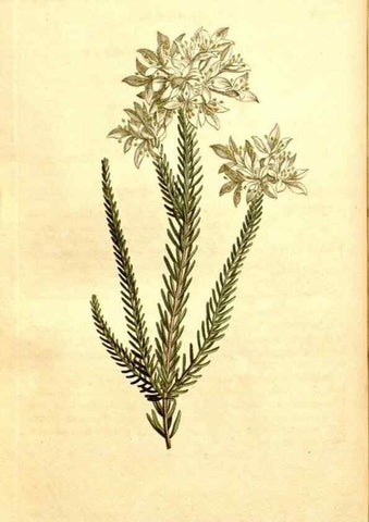 Reproducción/Reproduction 35129950636: Curtis's botanical magazine.. London ; New York [etc.] :Academic Press [etc.]