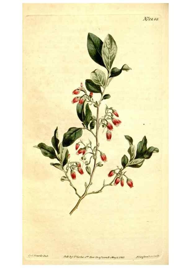 Reproducción/Reproduction 35129936846: Curtis's botanical magazine.. London ; New York [etc.] :Academic Press [etc.]