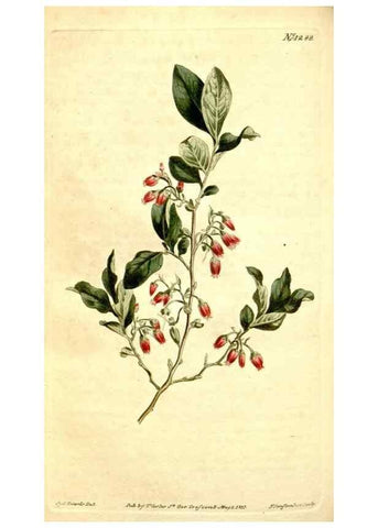 Reproducción/Reproduction 35129936846: Curtis's botanical magazine.. London ; New York [etc.] :Academic Press [etc.]