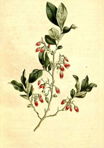 Reproducción/Reproduction 35129936846: Curtis's botanical magazine.. London ; New York [etc.] :Academic Press [etc.]