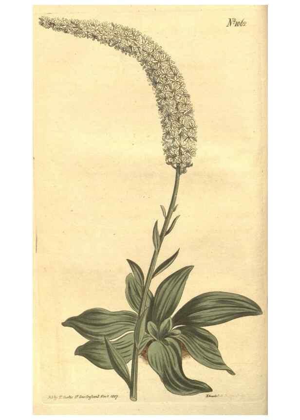 Reproducción/Reproduction 35038596981: Curtis's botanical magazine.. London ; New York [etc.] :Academic Press [etc.]