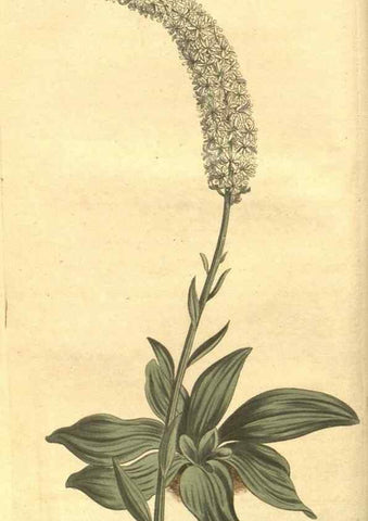 Reproducción/Reproduction 35038596981: Curtis's botanical magazine.. London ; New York [etc.] :Academic Press [etc.]