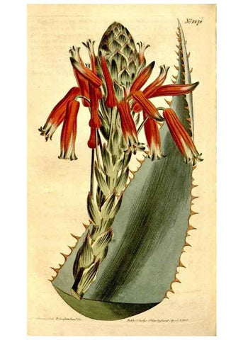 Reproducción/Reproduction 34783380640: Curtis's botanical magazine.. London ; New York [etc.] :Academic Press [etc.]