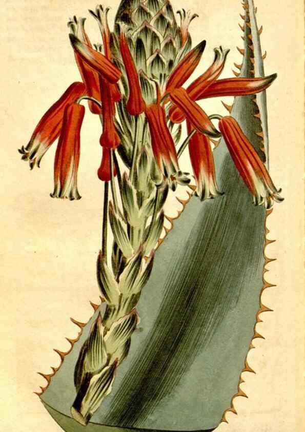 Reproducción/Reproduction 34783380640: Curtis's botanical magazine.. London ; New York [etc.] :Academic Press [etc.]
