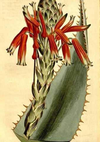 Reproducción/Reproduction 34783380640: Curtis's botanical magazine.. London ; New York [etc.] :Academic Press [etc.]