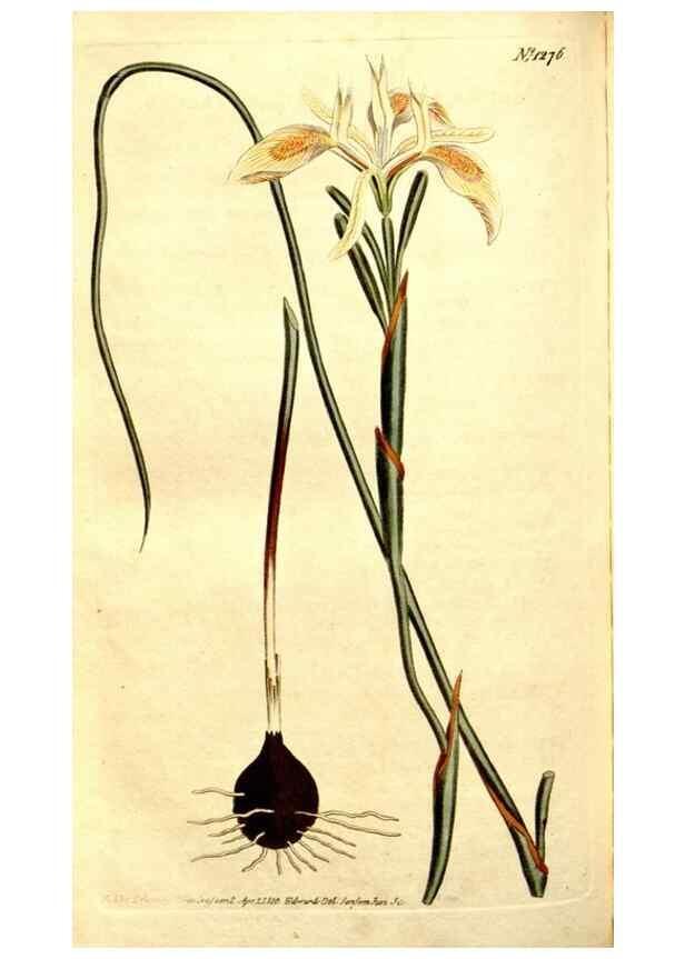Reproducción/Reproduction 35004985812: Curtis's botanical magazine.. London ; New York [etc.] :Academic Press [etc.]