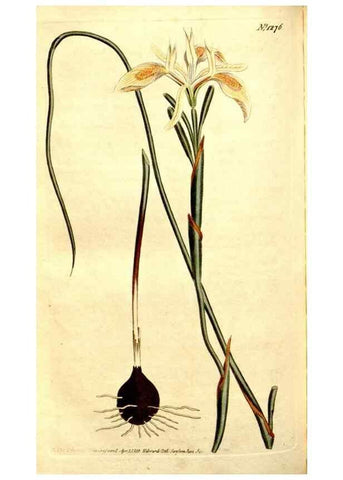 Reproducción/Reproduction 35004985812: Curtis's botanical magazine.. London ; New York [etc.] :Academic Press [etc.]