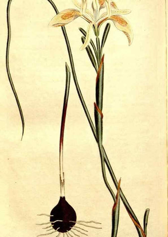 Reproducción/Reproduction 35004985812: Curtis's botanical magazine.. London ; New York [etc.] :Academic Press [etc.]