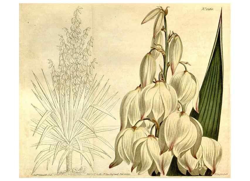 Reproducción/Reproduction 35169913085: Curtis's botanical magazine.. London ; New York [etc.] :Academic Press [etc.]