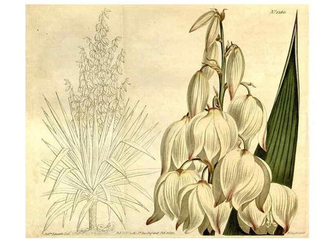 Reproducción/Reproduction 35169913085: Curtis's botanical magazine.. London ; New York [etc.] :Academic Press [etc.]