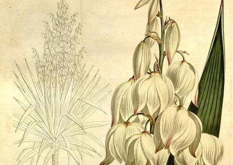 Reproducción/Reproduction 35169913085: Curtis's botanical magazine.. London ; New York [etc.] :Academic Press [etc.]