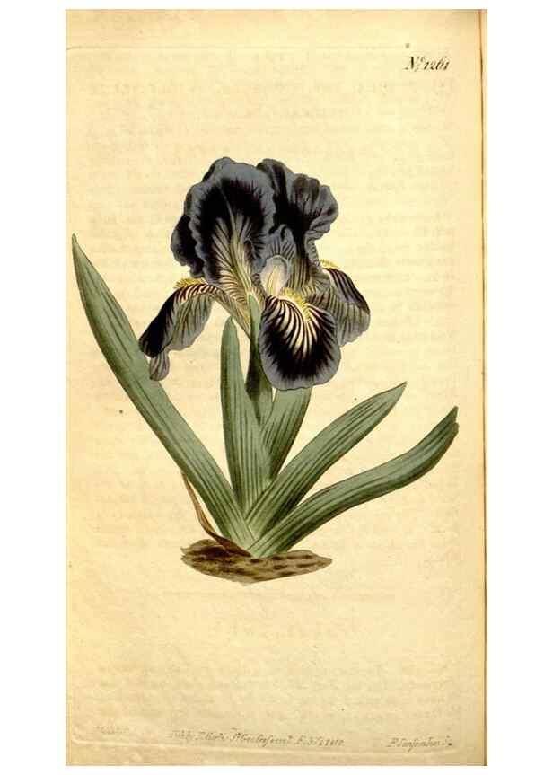 Reproducción/Reproduction 34783343980: Curtis's botanical magazine.. London ; New York [etc.] :Academic Press [etc.]