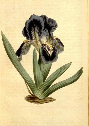 Reproducción/Reproduction 34783343980: Curtis's botanical magazine.. London ; New York [etc.] :Academic Press [etc.]