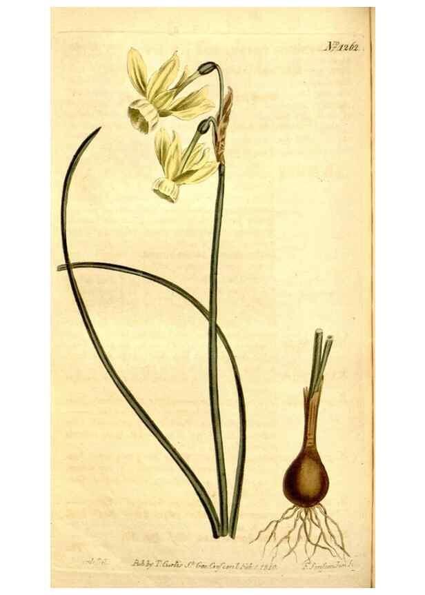 Reproducción/Reproduction 34783346040: Curtis's botanical magazine.. London ; New York [etc.] :Academic Press [etc.]