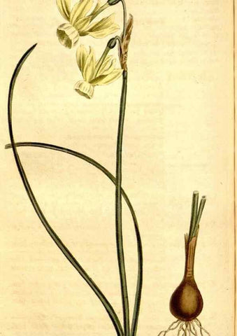 Reproducción/Reproduction 34783346040: Curtis's botanical magazine.. London ; New York [etc.] :Academic Press [etc.]