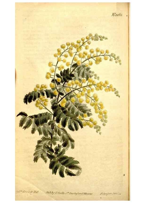 Reproducción/Reproduction 34783347780: Curtis's botanical magazine.. London ; New York [etc.] :Academic Press [etc.]