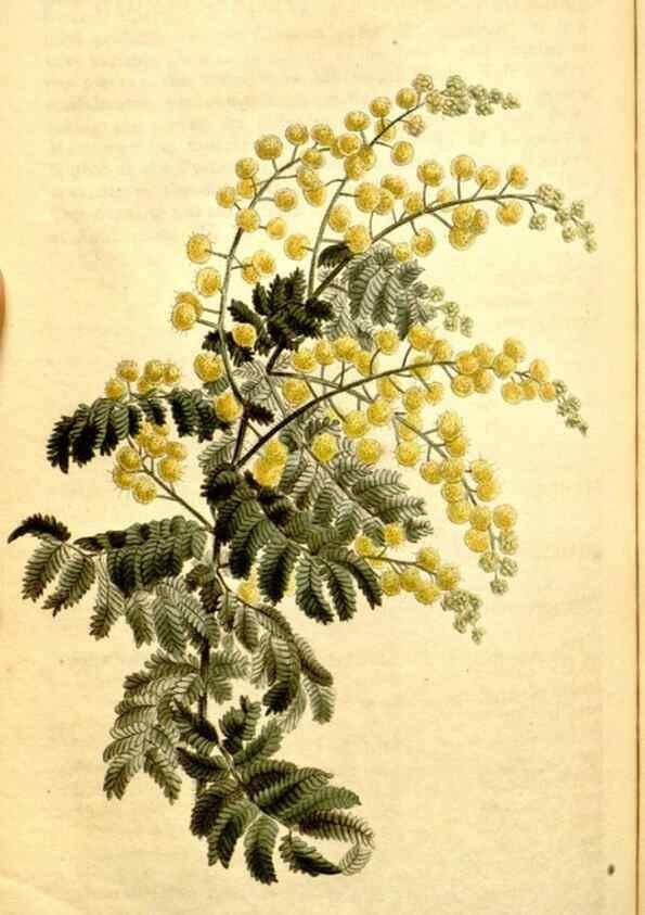 Reproducción/Reproduction 34783347780: Curtis's botanical magazine.. London ; New York [etc.] :Academic Press [etc.]